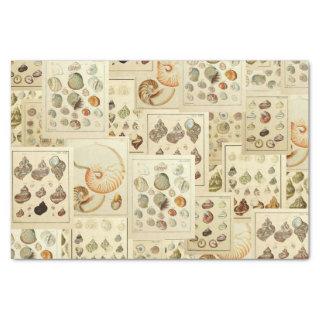 Vintage Seashell Tissue for Decoupage Tissue Paper