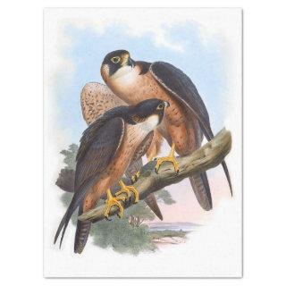 Vintage Shaheen Falcon Bird Decoupage Tissue Paper