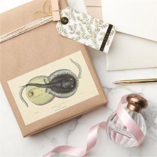 Vintage Spotted Stingrays, Marine Ocean Animals Rectangular Sticker