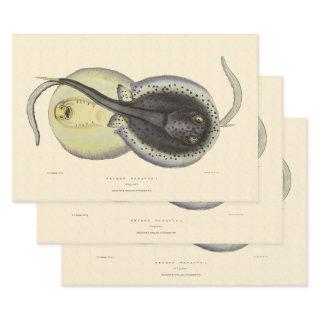 Vintage Spotted Stingrays, Marine Ocean Animals  Sheets