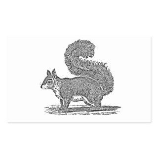 Vintage Squirrel Illustration - 1800's Squirrels Rectangular Sticker