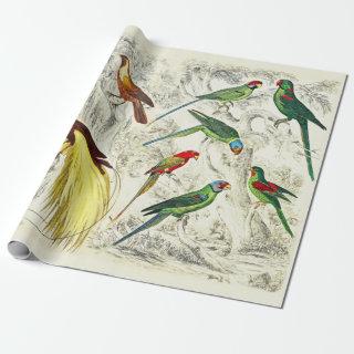 Vintage Tropical Parrots and Birds of Paradise