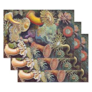 Vintage Underwater Sea Anemones by Ernst Haeckel  Sheets