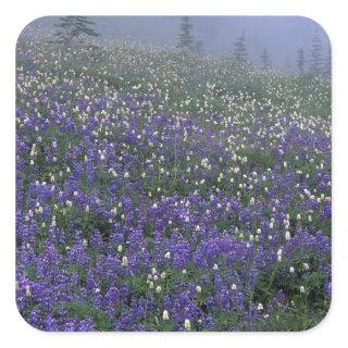 WA, Mt. Rainier NP, Lupine and Bistort meadow Square Sticker