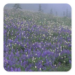 WA, Mt. Rainier NP, Lupine and Bistort meadow Square Sticker