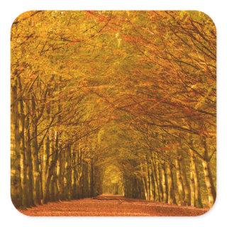 Walking path through the forest in autumn sticker
