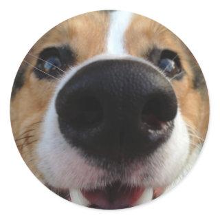 Welsh Corgi Dog Nose Collection Classic Round Sticker