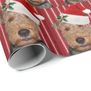 Welsh Terrier with Santa Claus hat