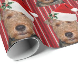 Welsh Terrier with Santa Claus hat
