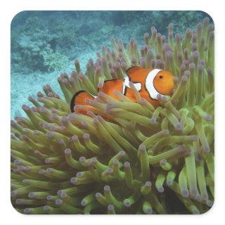 Western Clownfish ( Amphiprion ocellaris ) Square Sticker