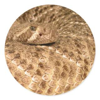 western diamondback rattlesnake classic round sticker