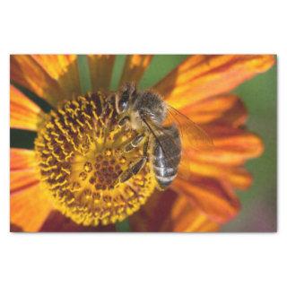 Western Honey Bee Macro Photo Tissue Paper