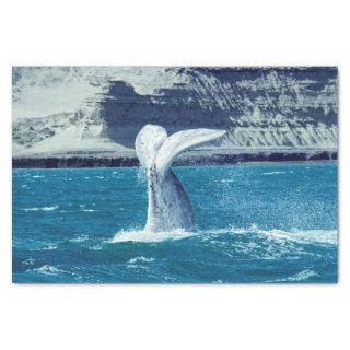 Whale calf tail - Argentina Postcard Tissue Paper