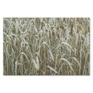 Wheat Field Tissue Paper