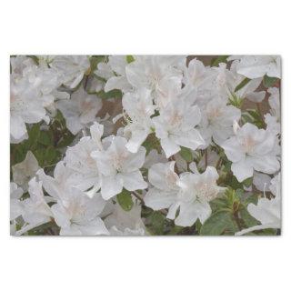 white alstroemeria in bloom in spring  tissue paper