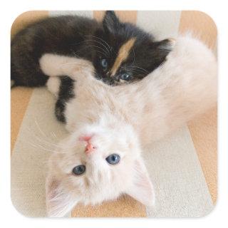 White And Black Kittens Square Sticker