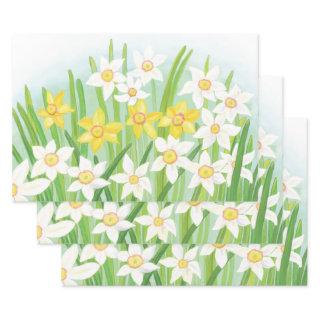 White and Yellow Spring Daffodils   Sheets