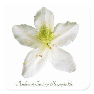 White azalea (swamp honeysuckle)  square sticker