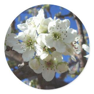 White Blossom Clusters Spring Flowering Pear Tree Classic Round Sticker