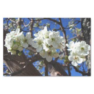 White Blossom Clusters Spring Flowering Pear Tree Tissue Paper