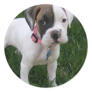 White Boxer Puppy Sticker