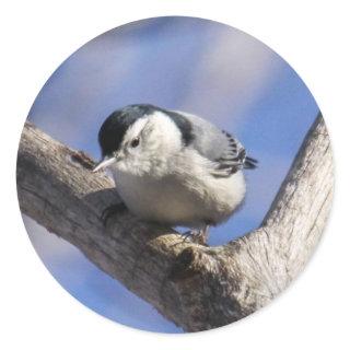 White-breasted Nuthatch Classic Round Sticker