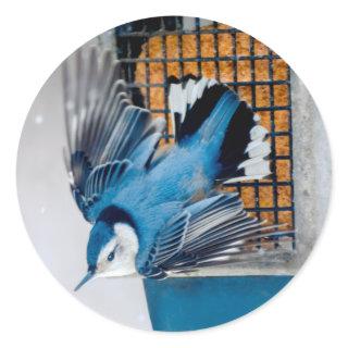 White-Breasted Nuthatch in Snow - Original Photo Classic Round Sticker