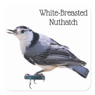 White-Breasted Nuthatch Square Sticker