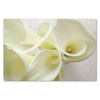 White calla lilies from above tissue paper