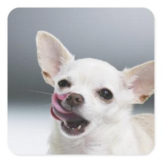 White Chihuahua licking lips Square Sticker