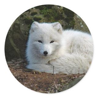 White Fox Photo Classic Round Sticker
