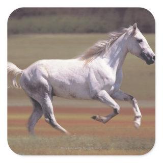 White horse running in field square sticker