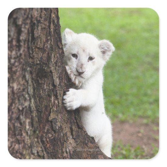 White lion cub hiding behind a tree. square sticker
