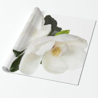 White Magnolia Flower Magnolias Floral Flowers