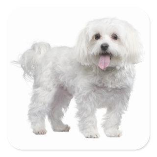 White Maltese Puppy Dog Love Sticker / Label