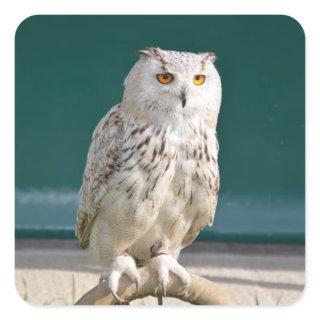 White Owl Perched Sticker/Seal Square Sticker