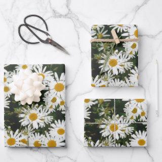 White Oxeye Daisy Meadow  Sheets