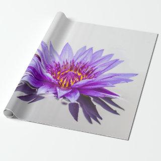 White Purple Lotus Flower Zen