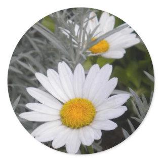 White Shasta Daises (w/Gold) Stickers