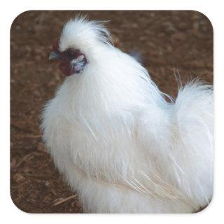 White Silkie Chicken Square Sticker