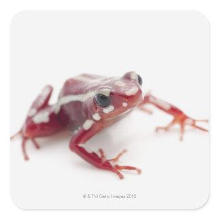 White-striped Poison Dart Frog 2 Square Sticker