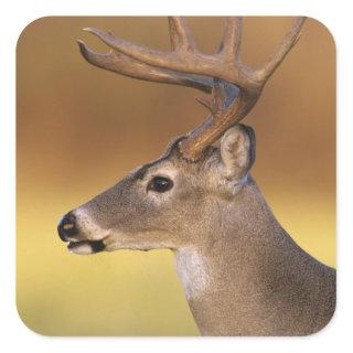 White-tailed Deer, Odocoileus virginianus, Square Sticker
