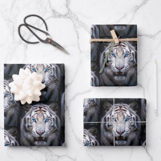 White Tiger with Blue Eyes  Sheets