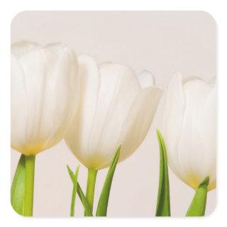 White tulips against a white background, square sticker