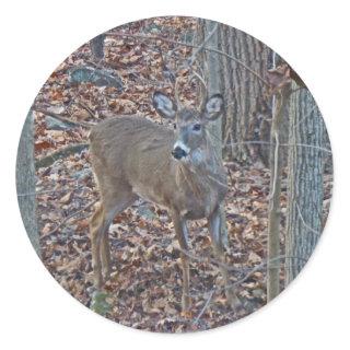 Whitetail Deer Spike Buck Series Classic Round Sticker