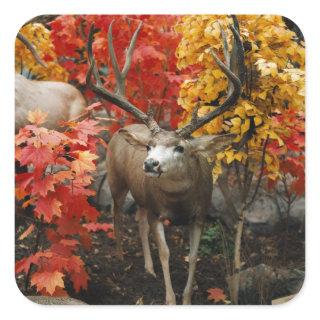 Whitetail In Autumn Square Sticker
