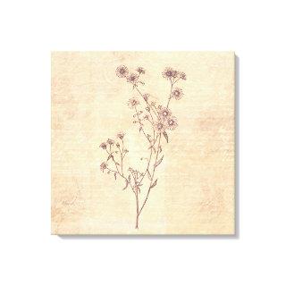 Wild Daisy Flower Wildflower Antique Script Paper Canvas Print