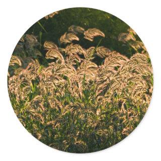 Wild Millet (Panicum Sp.) Growing In Wetland Classic Round Sticker