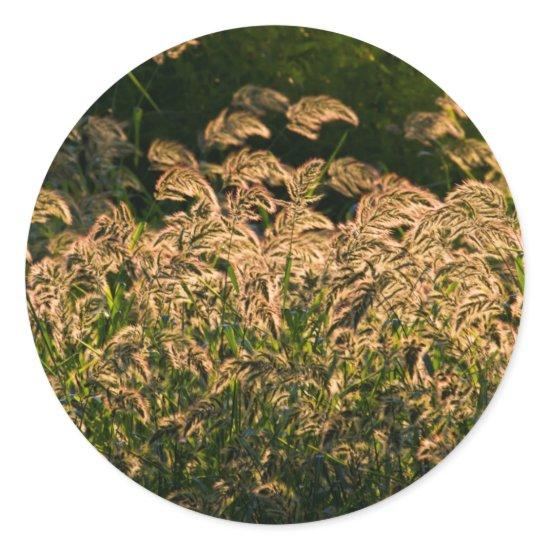 Wild Millet (Panicum Sp.) Growing In Wetland Classic Round Sticker