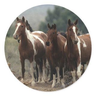 Wild Mustang Horses 7 Classic Round Sticker